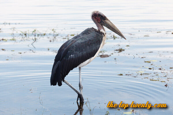 Wattled Crane